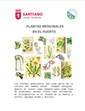 Plantas medicinales en el huerto